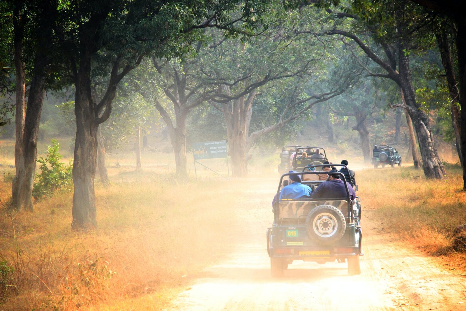 Bandhavgarh Willows from Sagar