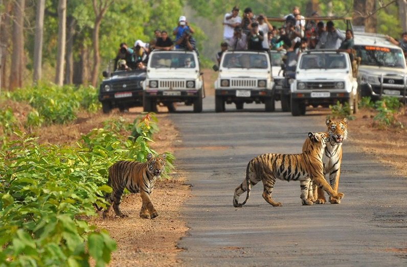 Bandhavgarh Willows from Ayodhya